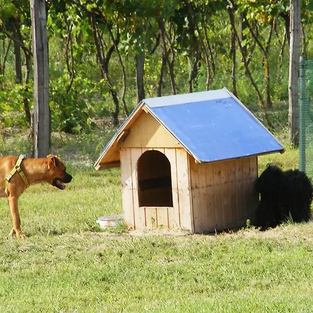 Szerencsecsillag Vendeghaz