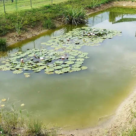 Szerencsecsillag Vendeghaz *