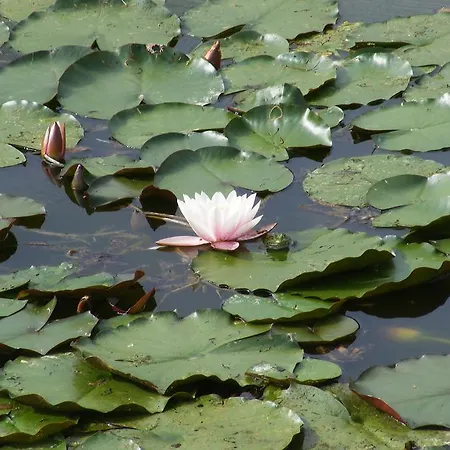 Szerencsecsillag Vendeghaz