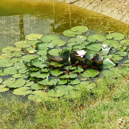 Szerencsecsillag Vendeghaz Gasthuis